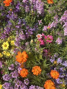 満開の花壇 満開の花壇の写真