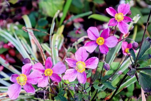 ジャパニーズアネモネ ジャパニーズアネモネ 秋明菊,自然,花の写真素材