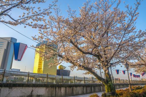 Cherry blossoms in Sumida Park bathed in the morning glow, JPG Cherry blossoms in Sumida Park bathed in the morning glow, JPG