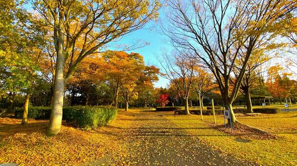 紅葉の北部公園（金沢） 紅葉,秋,公園の写真素材