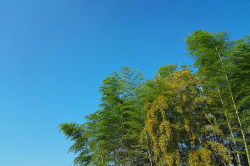青空と竹 竹,青空,空の写真素材