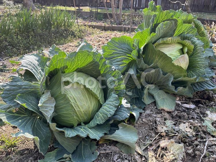 とれたてのキャベツ キャベツ,やさい,野菜の写真素材