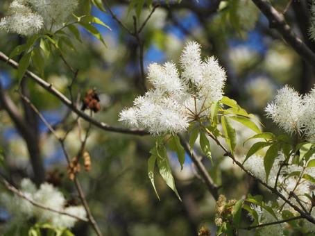 樹木 アオダモ 花⑥ 樹木 アオダモ 花⑥の写真
