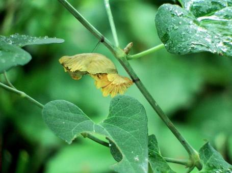 食草のウマノスズクサで蛹になった麝香揚羽 食草のウマノスズクサで蛹になった麝香揚羽の写真