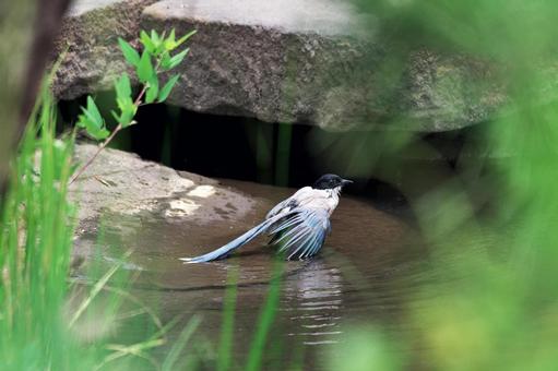 Blue-tailed Magpie Bathing in Water, JPG