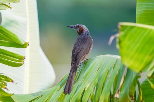 イシガキヒヨドリ イシガキヒヨドリ ヒヨドリ,八重山諸島,留鳥の写真素材