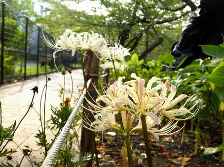 遊歩道脇の花壇で開花した白いヒガンバナ ヒガンバナ,花,植物の写真素材