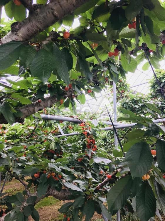 さくらんぼ狩り さくらんぼ,さくらんぼ狩り,果物狩りの写真素材