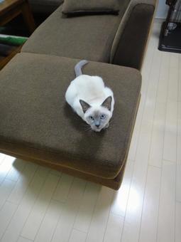 ソファの上にちょこんと ソファの上にちょこんとの写真
