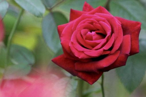 ローズガーデン　赤いバラのズーム 花,ローズガーデン,バラの写真素材