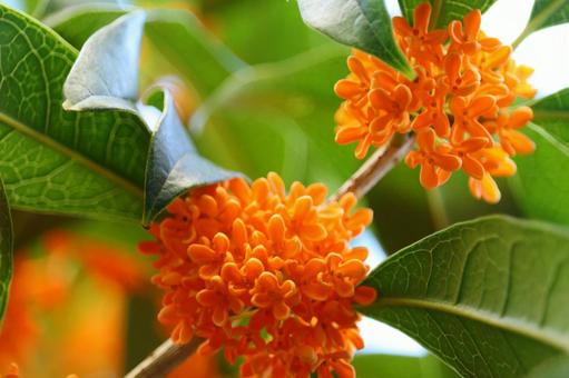 いい香りのキンモクセイ　３ キンモクセイ,金木犀,花の写真素材