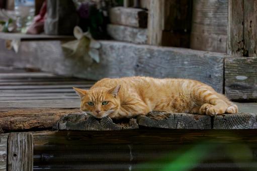 猫(218) 猫(218)の写真
