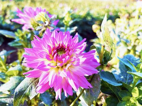 日を浴びるダリアのクローズアップ 日を浴びるダリアのクローズアップ ダリア,花,フラワーの写真素材
