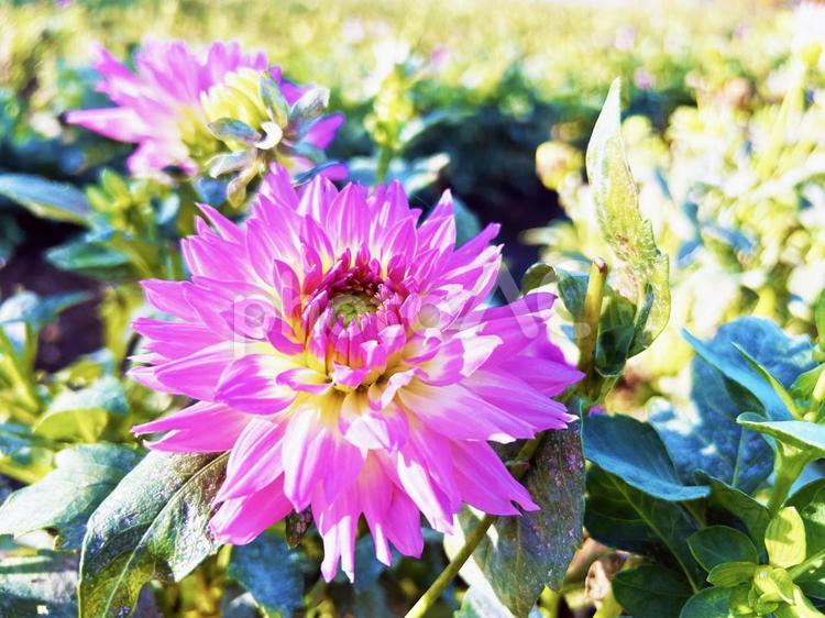 日を浴びるダリアのクローズアップ ダリア,花,フラワーの写真素材