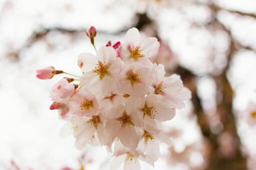 さくら06 さくら06の写真