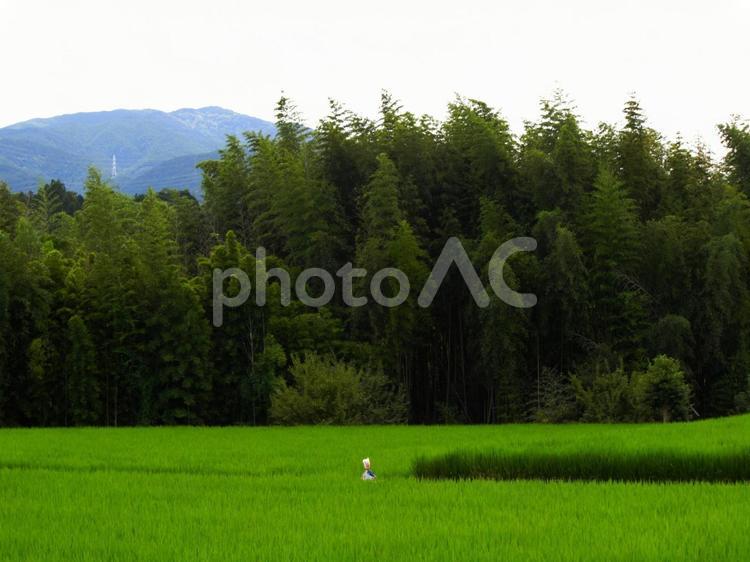 田舎の風景 竹林,竹,田んぼの写真素材
