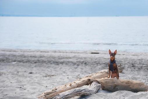 流木と海と犬 流木と海と犬 犬,イヌ,dogの写真素材