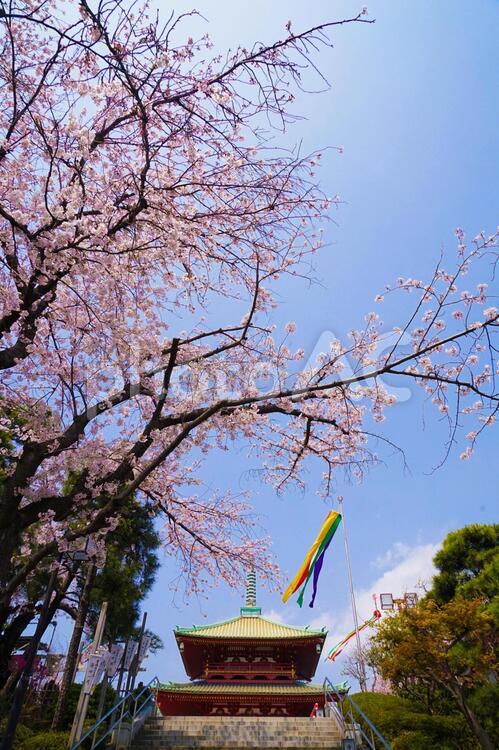 横浜・孝道山の桜イメージ 桜,さくら,サクラの写真素材