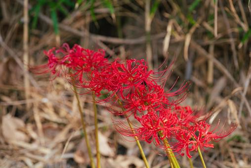 草陰でひっそりと咲く美しい彼岸花 草陰でひっそりと咲く美しい彼岸花 彼岸花,曼珠沙華,草花の写真素材