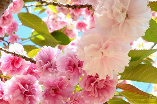 白とピンクの八重桜 白とピンクの八重桜の写真