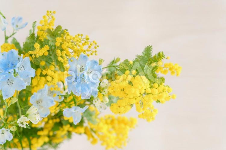 ミモザとデルフィニウムのアレンジメント 花,ミモザ,デルフィニウムの写真素材