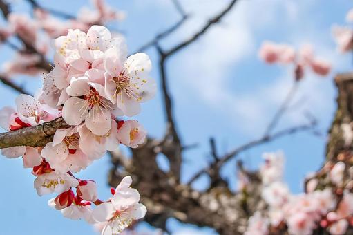 青空を背にした可憐な梅 梅,花,ウメの写真素材