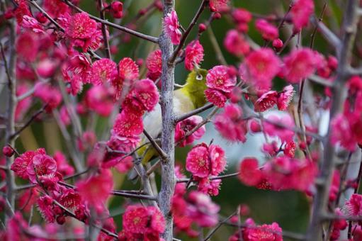 梅の花とメジロ 梅の花とメジロの写真