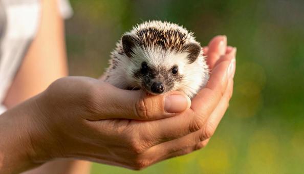 飼い主の手の中のハリネズミ 飼い主の手の中のハリネズミの写真
