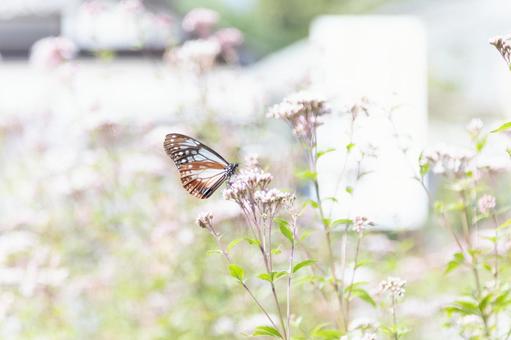 アサギマダラの写真