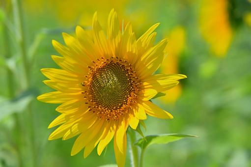 夏の花 向日葵 夏の花 向日葵の写真