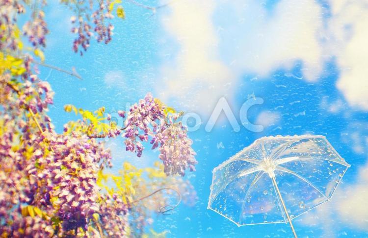 藤の花と青空と傘で狐の嫁入りイメージ画像 雨,傘,藤の写真素材
