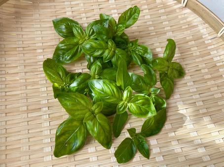 摘みたて新鮮なハーブのバジルをザルに（横の写真