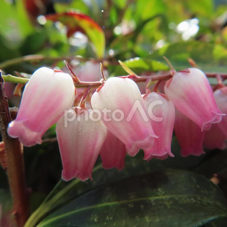 アセビ（馬酔木） アセビ,馬酔木,花の写真素材