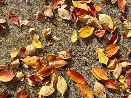 秋　公園の落ち葉　背景画像 落ち葉,葉,公園の写真素材