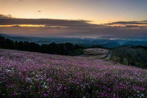 長崎-【白木峰高原のコスモス】の写真