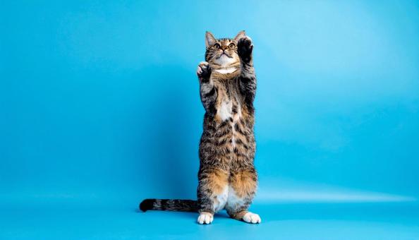 獲物を狙って上に手を伸ばす猫 獲物を狙って上に手を伸ばす猫の写真