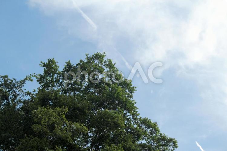 木と飛行機雲 綺麗,自然,美しいの写真素材