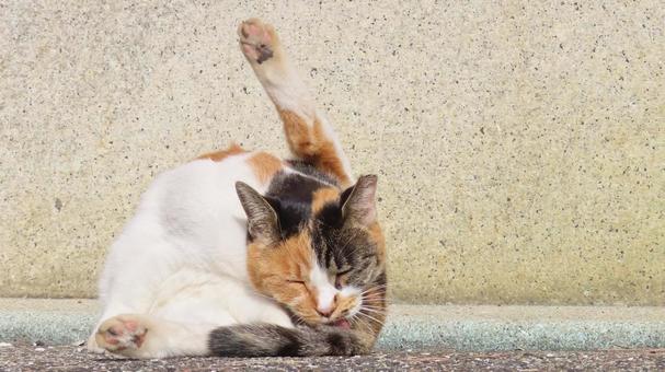 日々の毛繕いを欠かさないもふもふな三毛猫 三毛猫,猫,毛繕いの写真素材