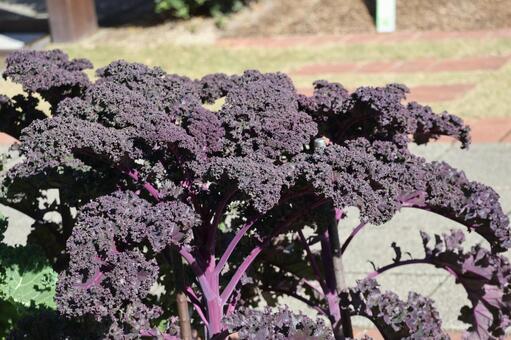 紫色の葉のサラダケールの栽培された畑 紫色,葉,サラダケールの写真素材