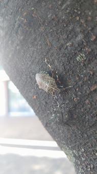 キマダラカメムシ 昆虫,カメムシ,キマダラカメムシの写真素材