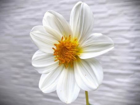 見事に開花したダリアの花１８ ダリア,咲いた,開花の写真素材