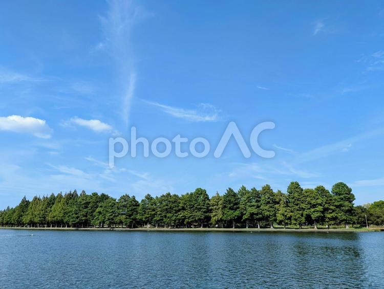 水元公園―小合溜対岸のみさと公園を望む 水元公園,小合溜,池の写真素材