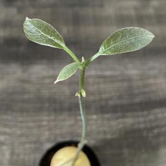 avocado, JPG avocado, JPG