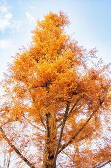 初冬のメタセコイア⑷ 木,メタセコイア,初冬の写真素材