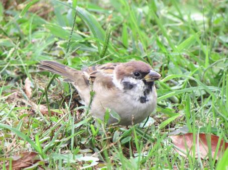 草の実を食べるスズメf 草の実を食べるスズメf スズメ,小鳥,雀の写真素材