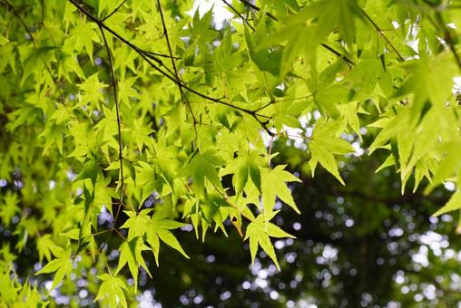 紅葉したモミジの葉 モミジ,葉,植物の写真素材