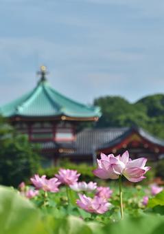 Ohga lotus of Shinobazu Pond, JPG