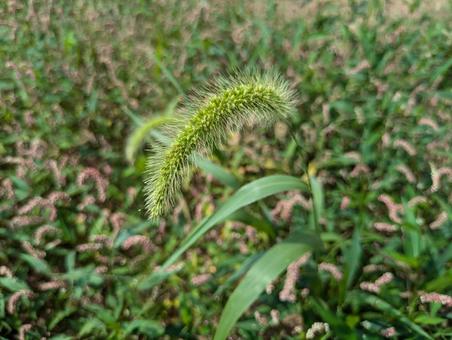 Photo, weed, plant, natural, 