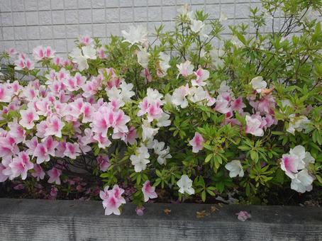 花 花の写真