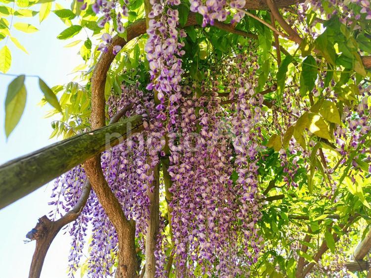 紫色の藤棚の藤の花 藤棚,藤,藤の花の写真素材